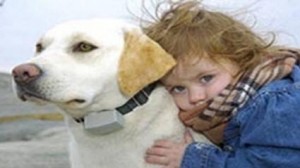 lab and girl out of sight dog fence